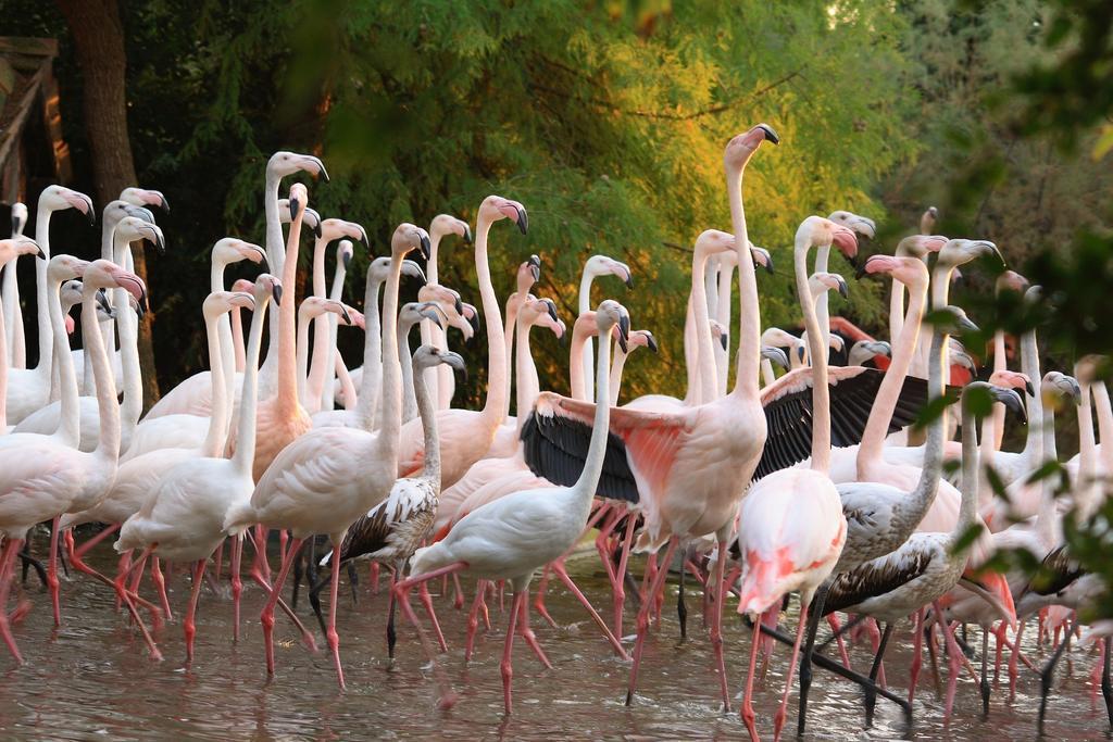Green Village Eco Resort Линьяно-Саббьядоро Экстерьер фото